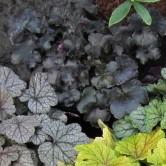 Heuchera 'Timeless Night' ~ Timeless Night Coral Bells