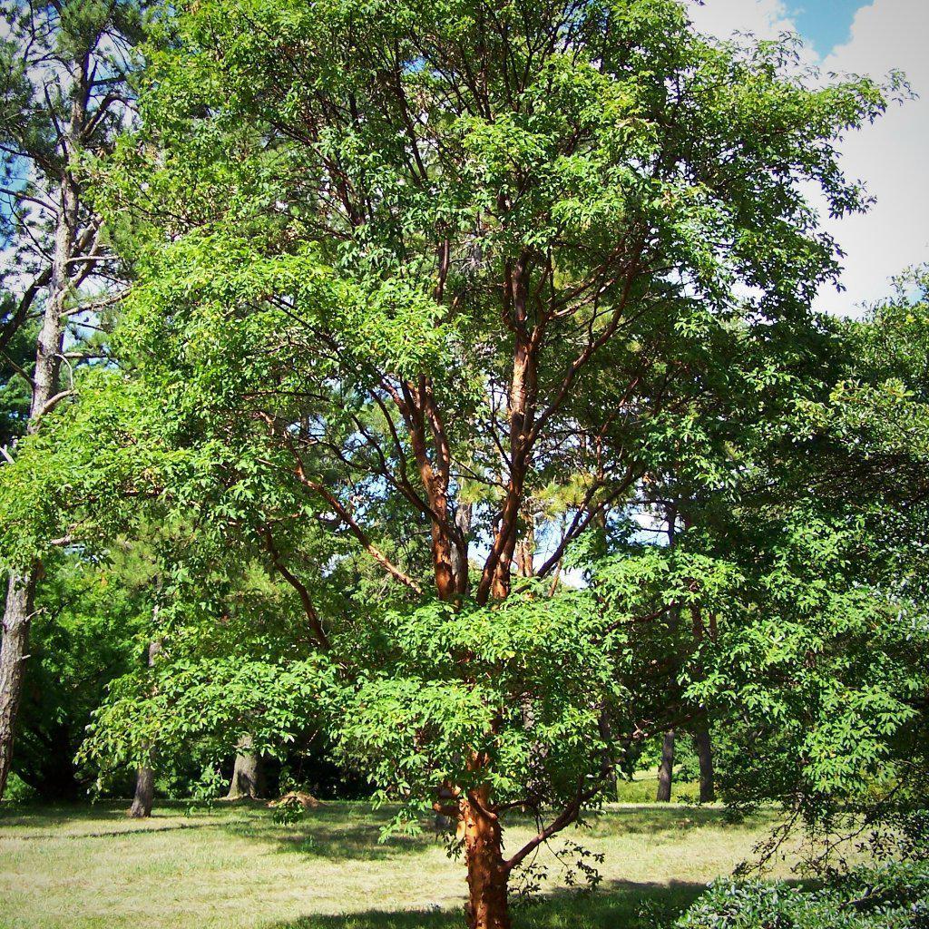 Acer griseum ~ Paperbark Maple – JTSOP Farms