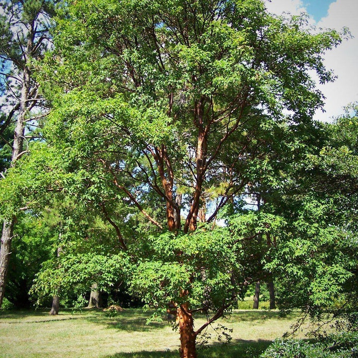 Acer griseum ~ Paperbark Maple