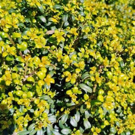 Ilex crenata 'Behive' ~ Colmena de acebo japonés