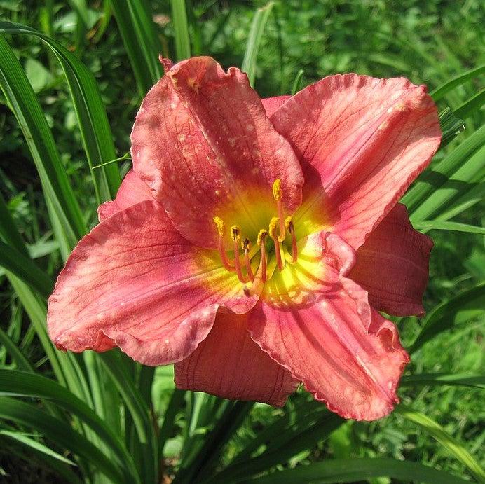 Hemerocallis 'Rosy Returns' ~ Rosy Returns Daylily