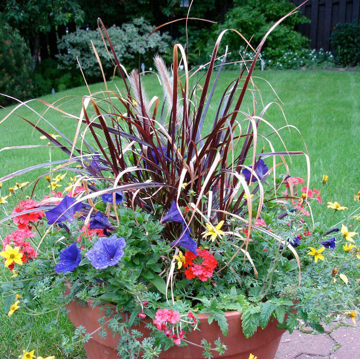 Pennisetum setaceum 'Rubrum' ~ Graceful Grasses® Purple Fountain Grass, Red Fountain Grass