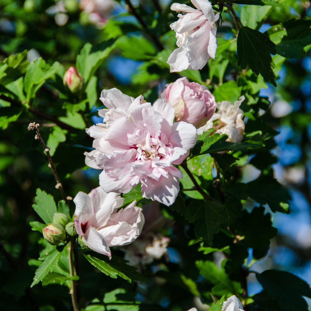 Hibiscus syriacus 'DS02SS' ~ Strawberry Smoothie™ Rose of Sharon