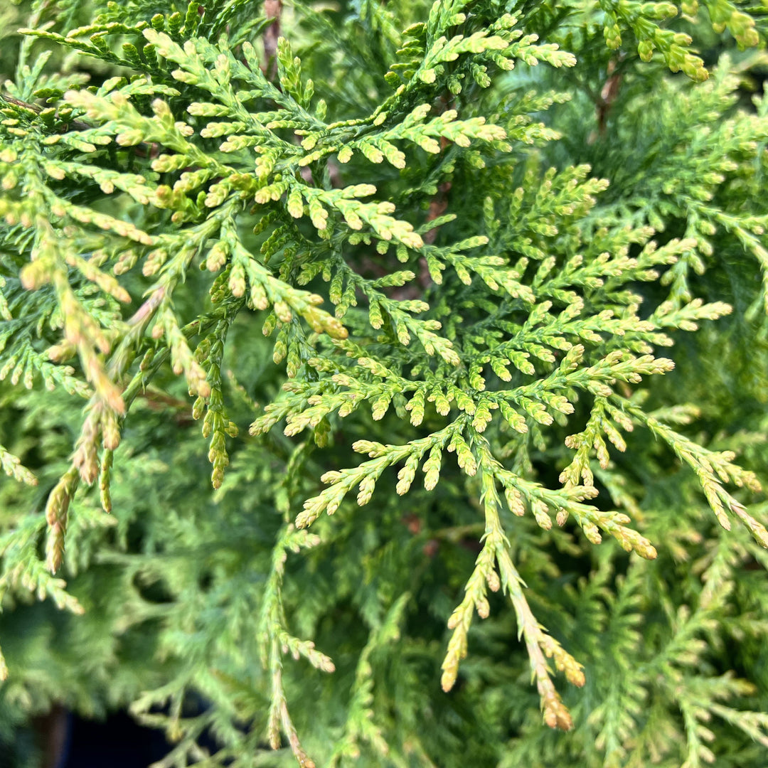 Thuja occidentalis 'Junior Giant' ~ Junior Giant Arborvitae