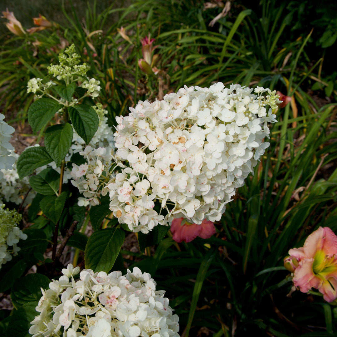 Hydrangea paniculata 'Rensun' PP 25,438 ~ First Editions® Strawberry Sundae® Hydrangea