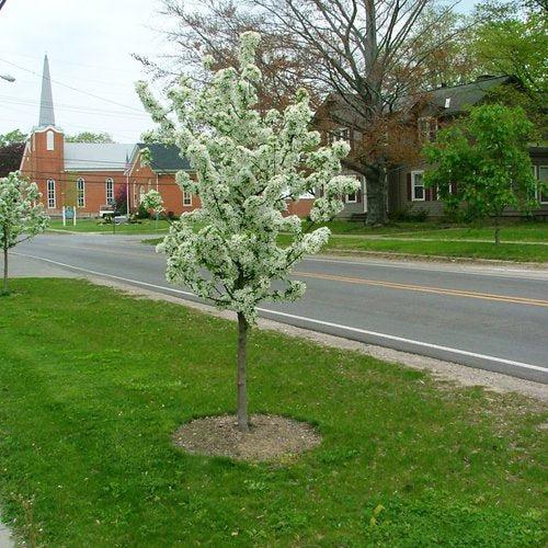 Malus 'Swesutyzam' ~ Sugar Tyme® Crabapple