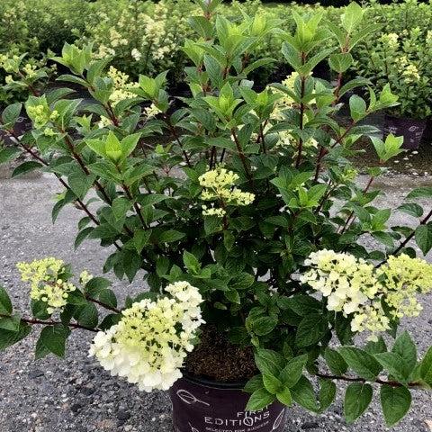 Hortensia paniculata 'Rensun' PP 25,438 ~ Hortensia First Editions® Strawberry Sundae®