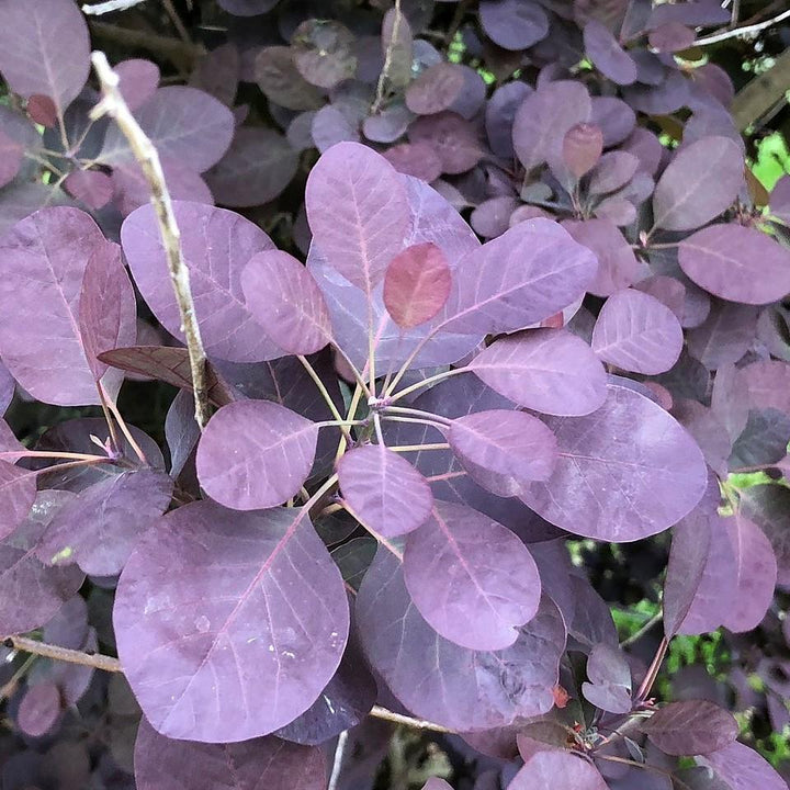 Cotinus coggygria 'Royal Purple' ~ Árbol de humo púrpura real