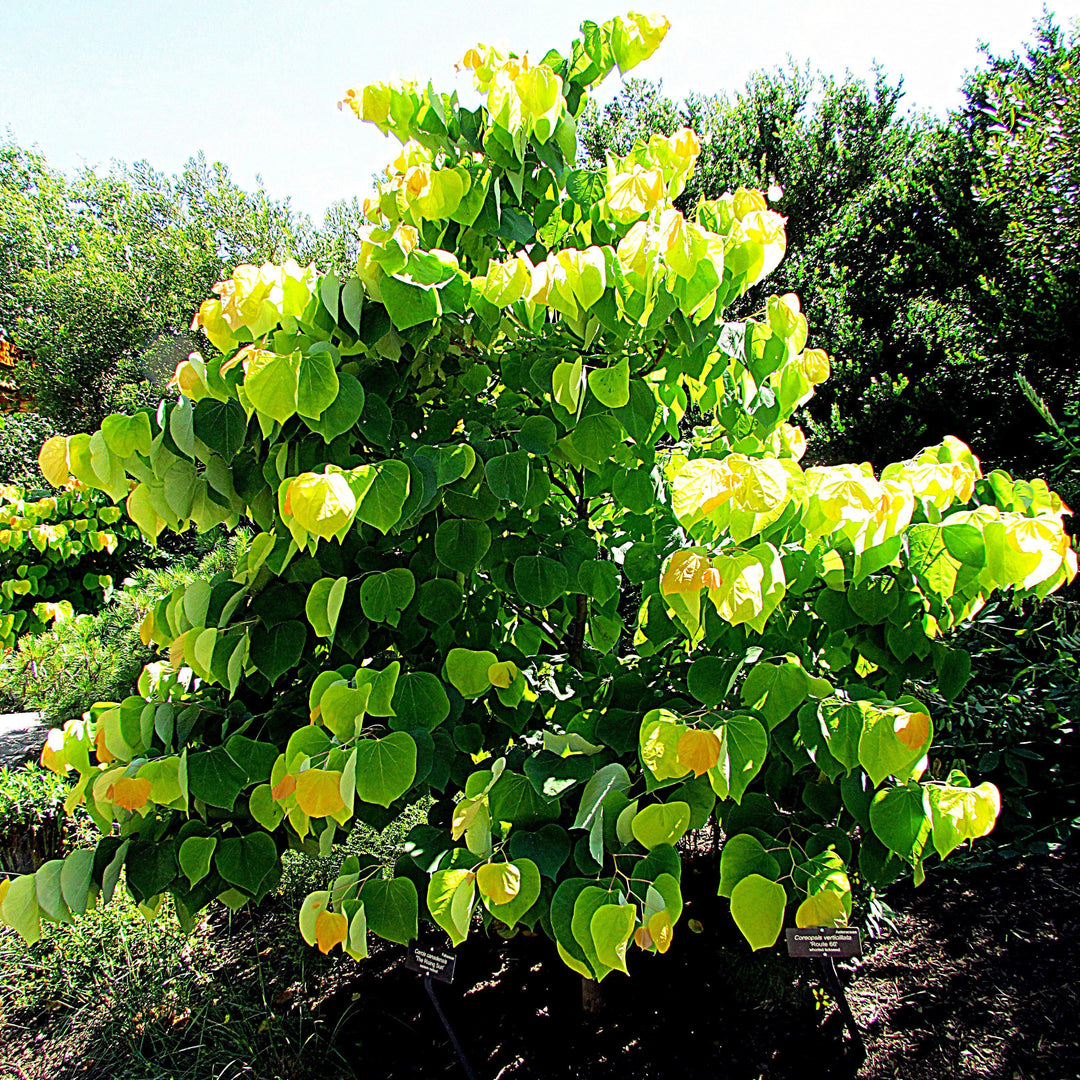 Cercis canadensis 'JN2' PP1,451 ~ Rising Sun™ Redbud oriental