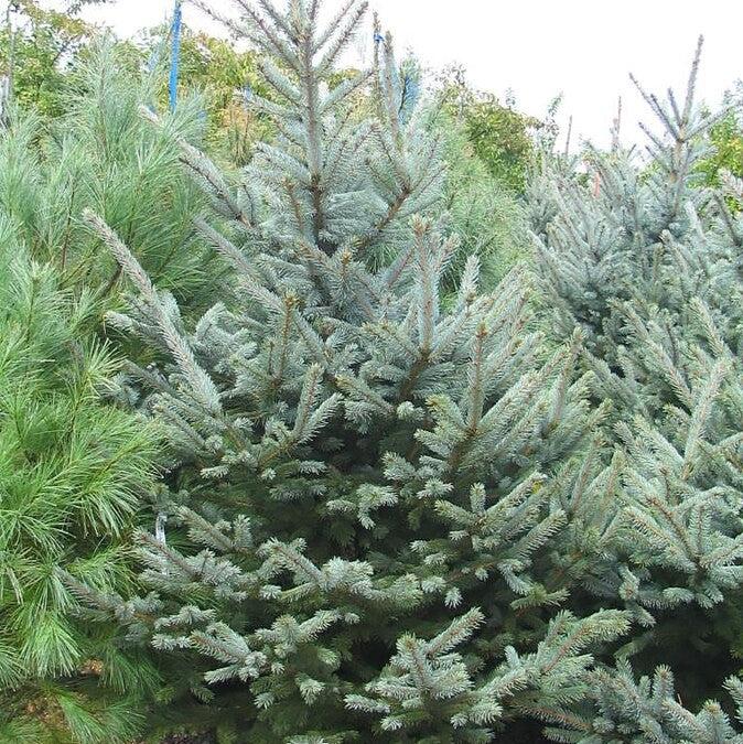 Picea pungens 'Fat Albert' ~ Fat Albert Blue Spruce