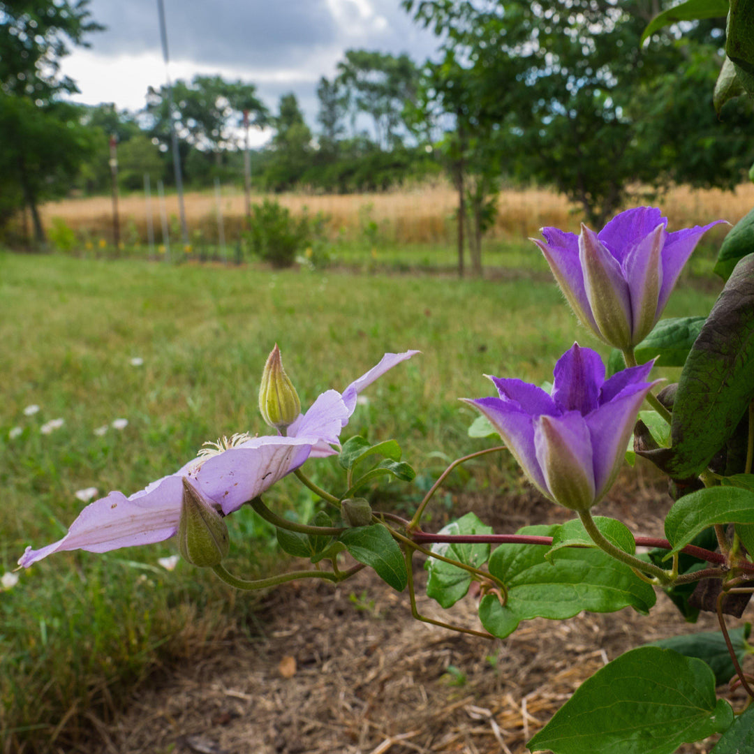 Clematis 'Ramona' ~ Ramona Clematis