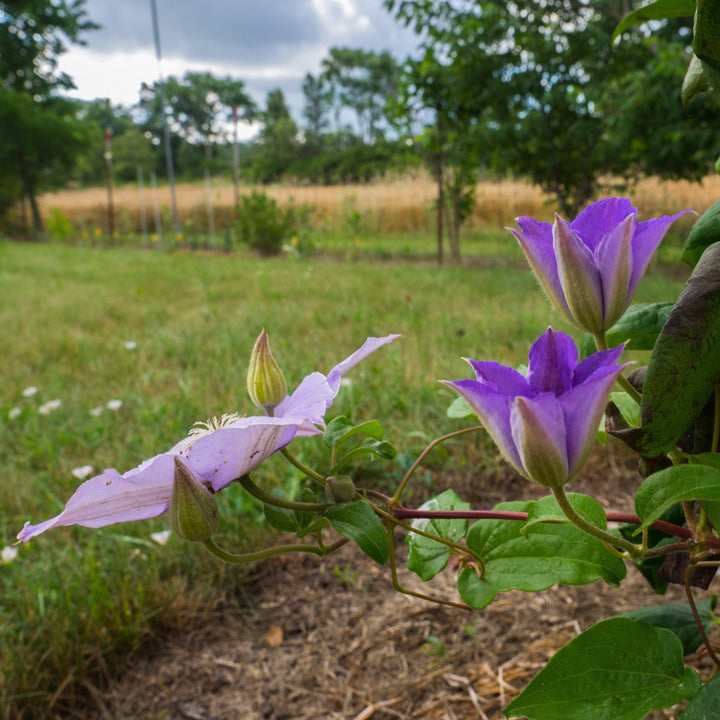 Clematis 'Ramona' ~ Ramona Clematis