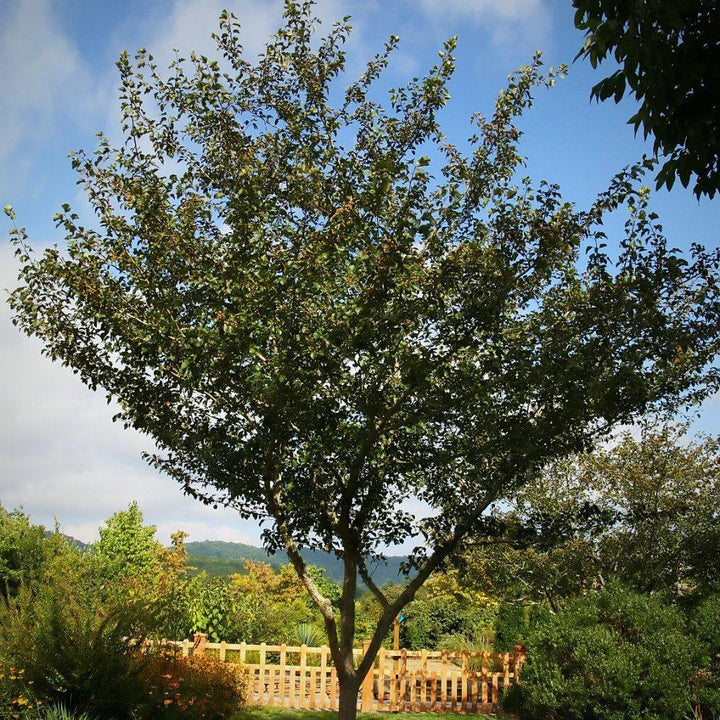 Crataegus viridis 'Winter King' ~ Winter King Green Hawthorn