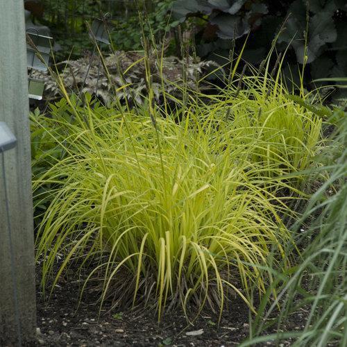 Carex elata 'Bowles Golden' ~ Bowles Golden Tufted Sedge