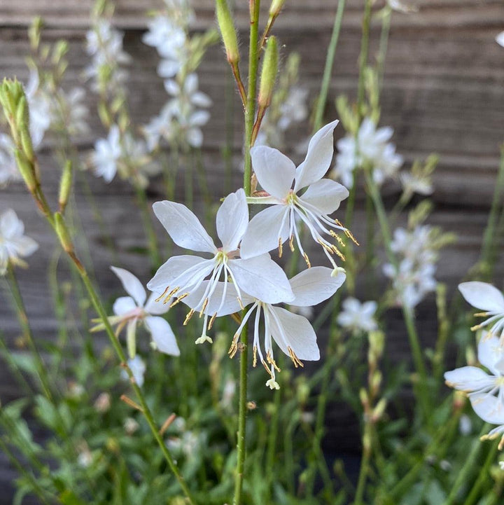 Gaura lindheimeri 'So White' ~ So White Gaura