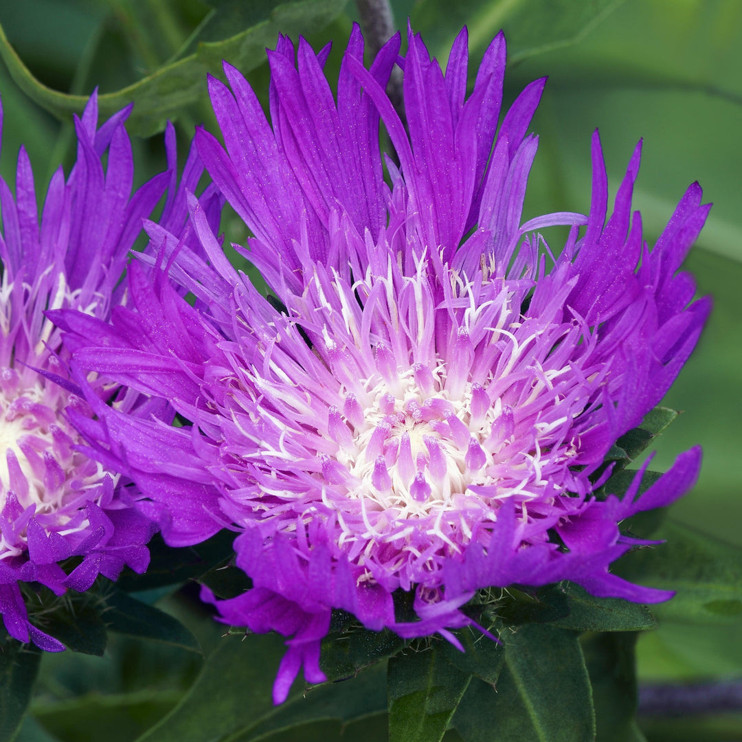 Stokesia laevis 'Honeysong Purple' ~ Honeysong Purple Stoke's Aster