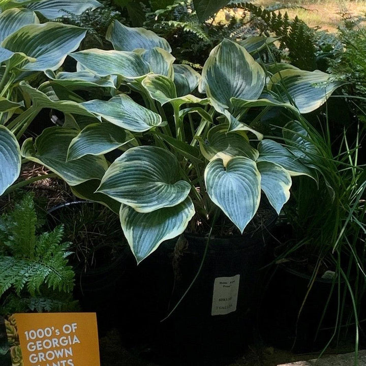 Hosta 'First Frost' ~ First Frost Hosta