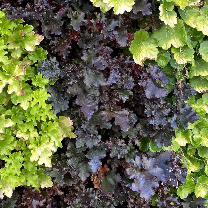 Heuchera 'Black Beauty' ~ Black Beauty Coral Bells