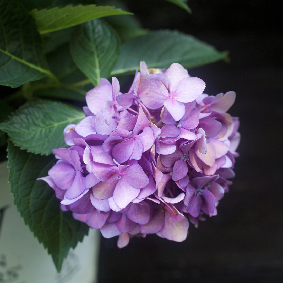 Hydrangea x 'SMNHSC' ~ Let's Dance® ¡Arriba!® Hydrangea