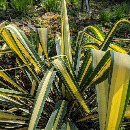 Yucca filamentosa 'Color Guard' ~ Color Guard Adam's Needle, Yucca