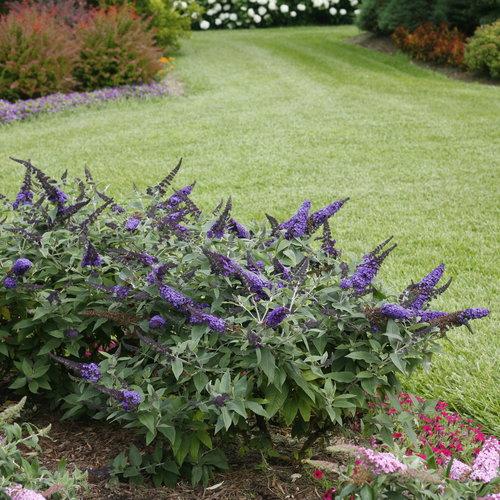 Buddleia davidii 'SMNBDBT' PP#28,794 ~ Pugster Blue® Dwarf Butterfly Bush