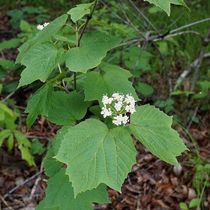 Viburnum acerifolium ~ Mapleleaf Viburnum