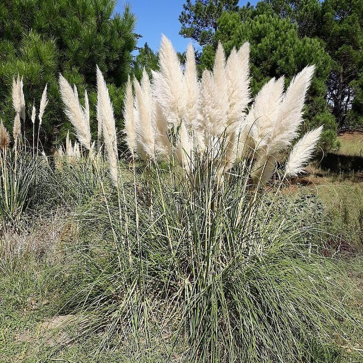 Cortaderia selloana 'Andes Silver' ~ Andes Silver Pampas Grass