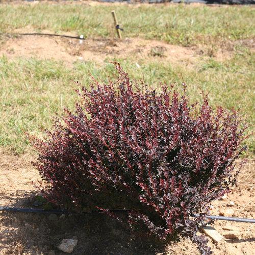 Berberis thunbergii NCBX1' USPP 29,504 ~ PW® Sunjoy® Todo Agracejo