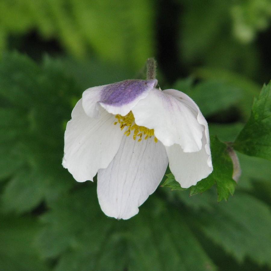 Anemone 'Macane001' ~ Wild Swan™ Anemone