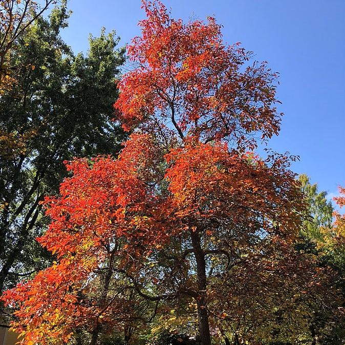 Sassafras albidum ~ Sassafras