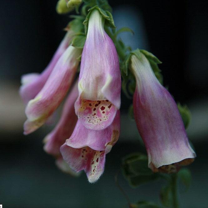 Digitalis purpurea 'Foxy' ~ Foxy Foxglove