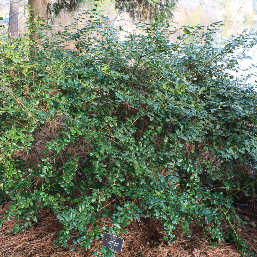 Ilex x meserveae 'Mesog' ~ China Girl® Holly