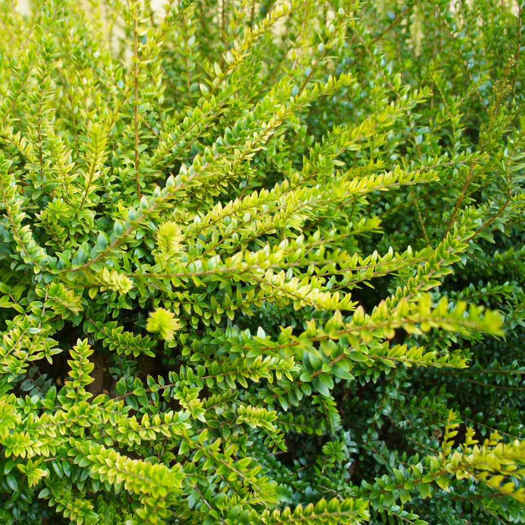 Lonicera nitida 'Golden Glow' ~ Thunderbolt™ Honeysuckle