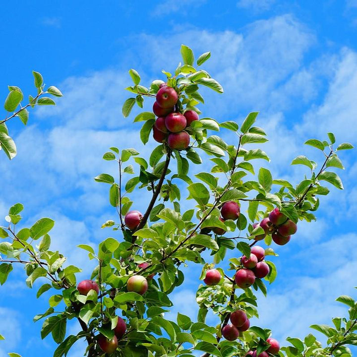 Malus domestica 'McIntosh' ~ Manzana McIntosh