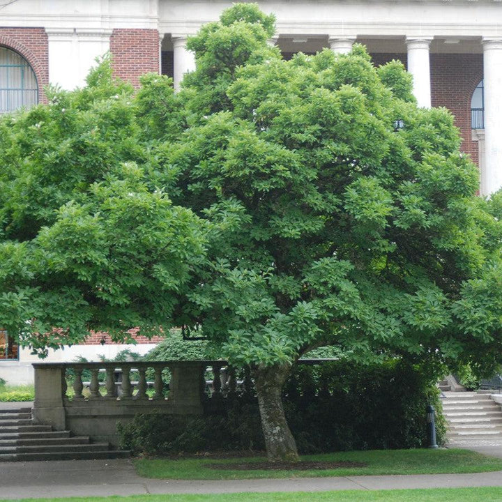 Magnolia x soulangeana ~ Saucer Magnolia