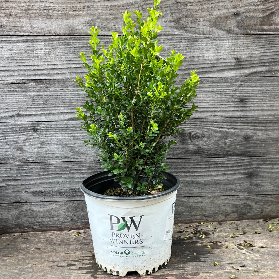 Buxus microphylla 'Bulthouse' ~ Sprinter® Boxwood