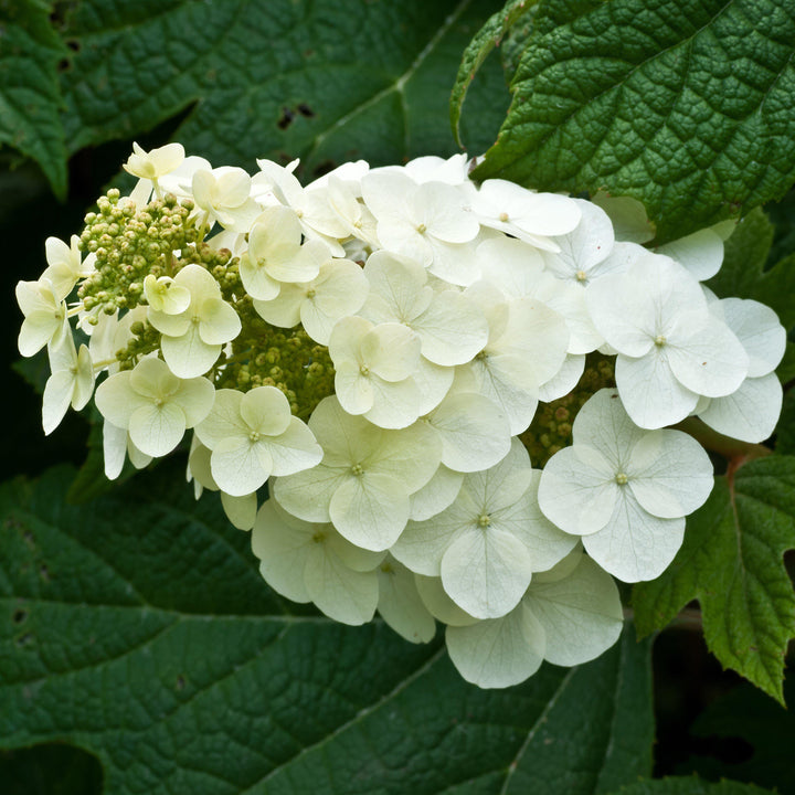 Hydrangea quercifolia 'Alice' ~ Hortensia Alice Oakleaf