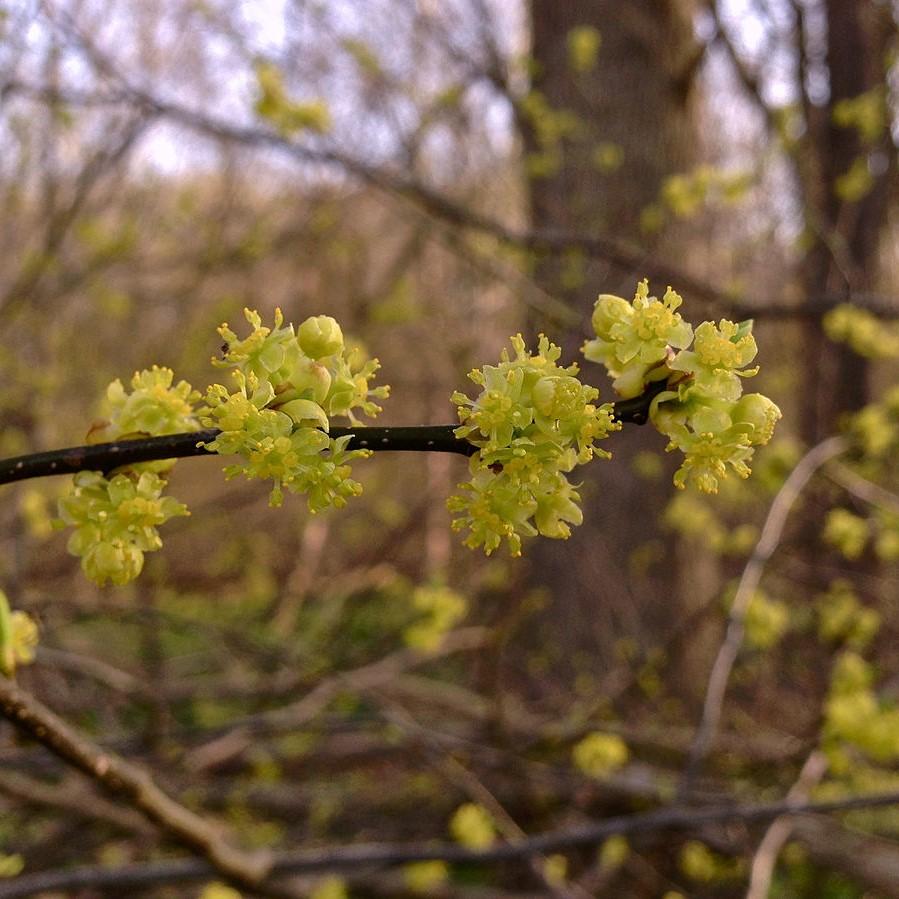 Lindera benzoin ~ Spice Bush