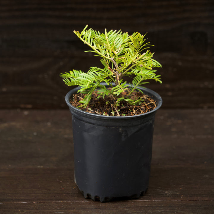 Cephalotaxus harringtonia 'Prostrata' ~ Tejo ciruela japonés rastrero, tejo ciruela extendido