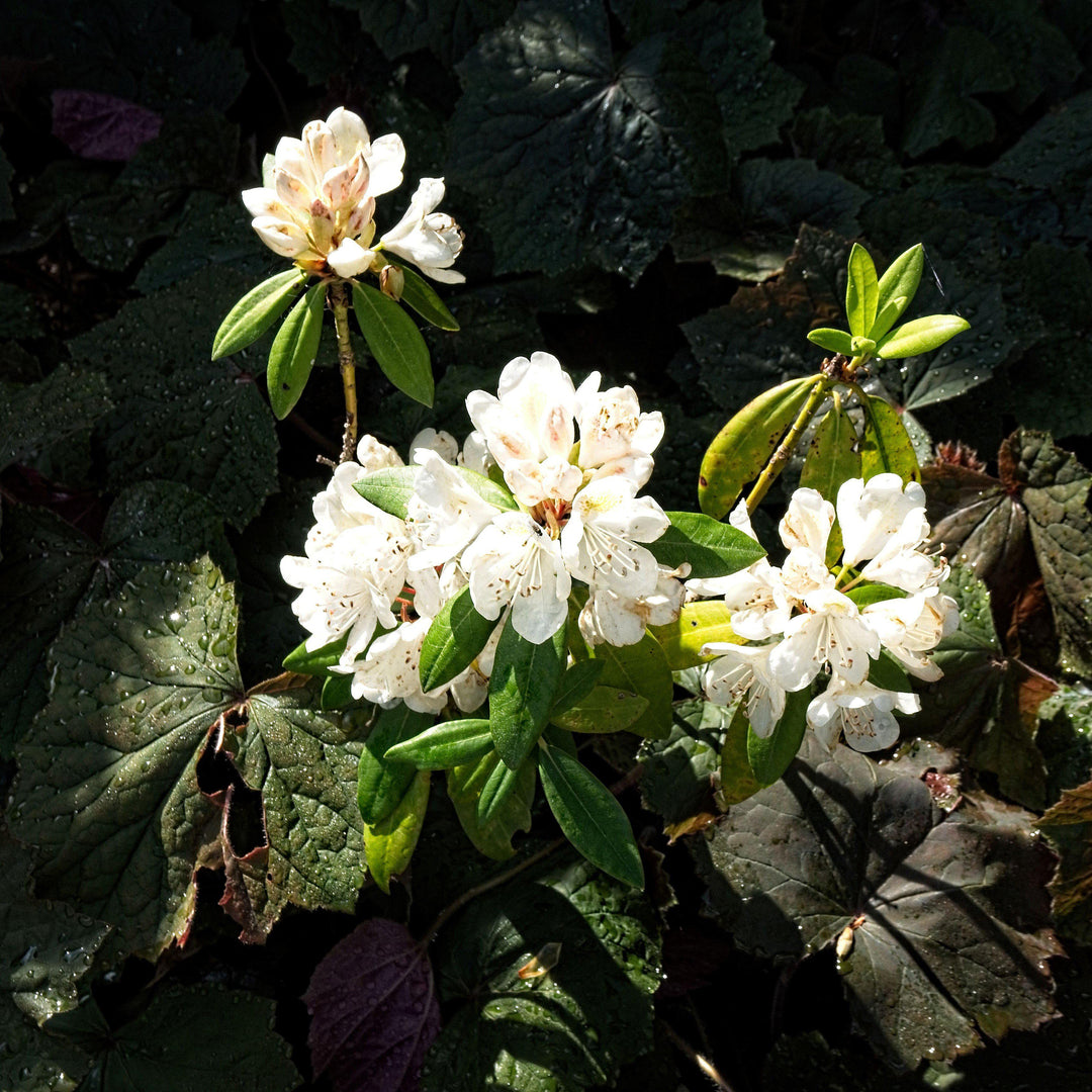 Rododendro catawbiense 'Chionoides' ~ Chionoides Rododendro