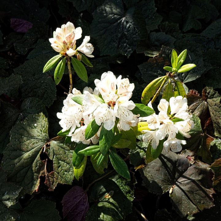 Rododendro catawbiense 'Chionoides' ~ Chionoides Rododendro