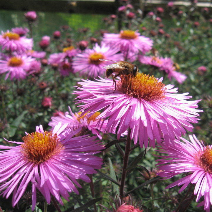 Aster novae-angliae ~ New England Aster