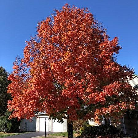 Acer saccharum 'Commemoration' ~ Commemoration® Sugar Maple