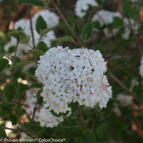 Viburnum carlesii 'SMVCB' ~ Spice Baby™ Koreanspice Viburnum