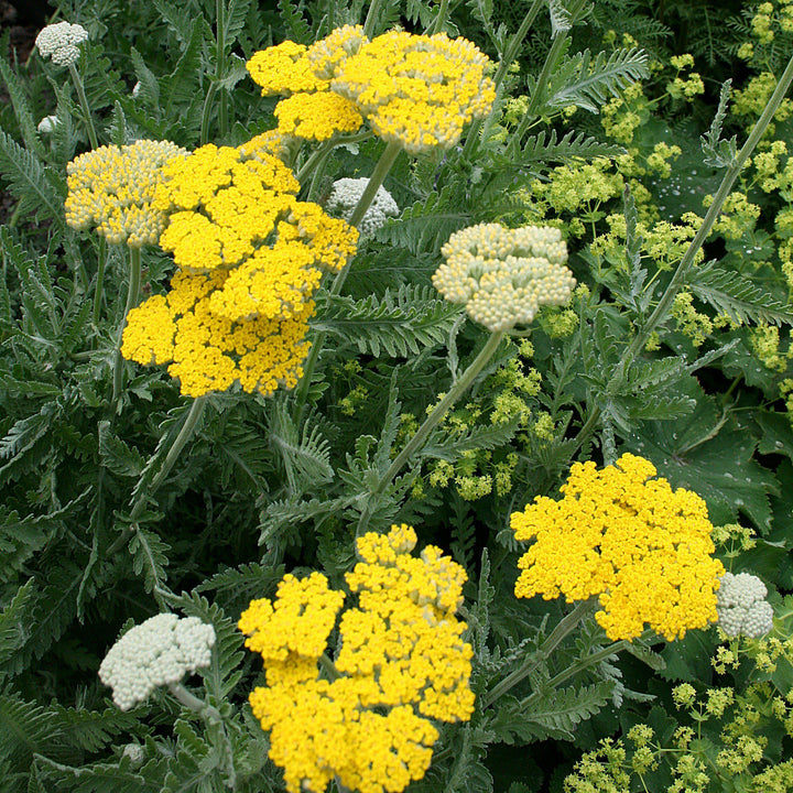 Achillea x 'Coronation Gold' ~ Coronation Gold Yarrow