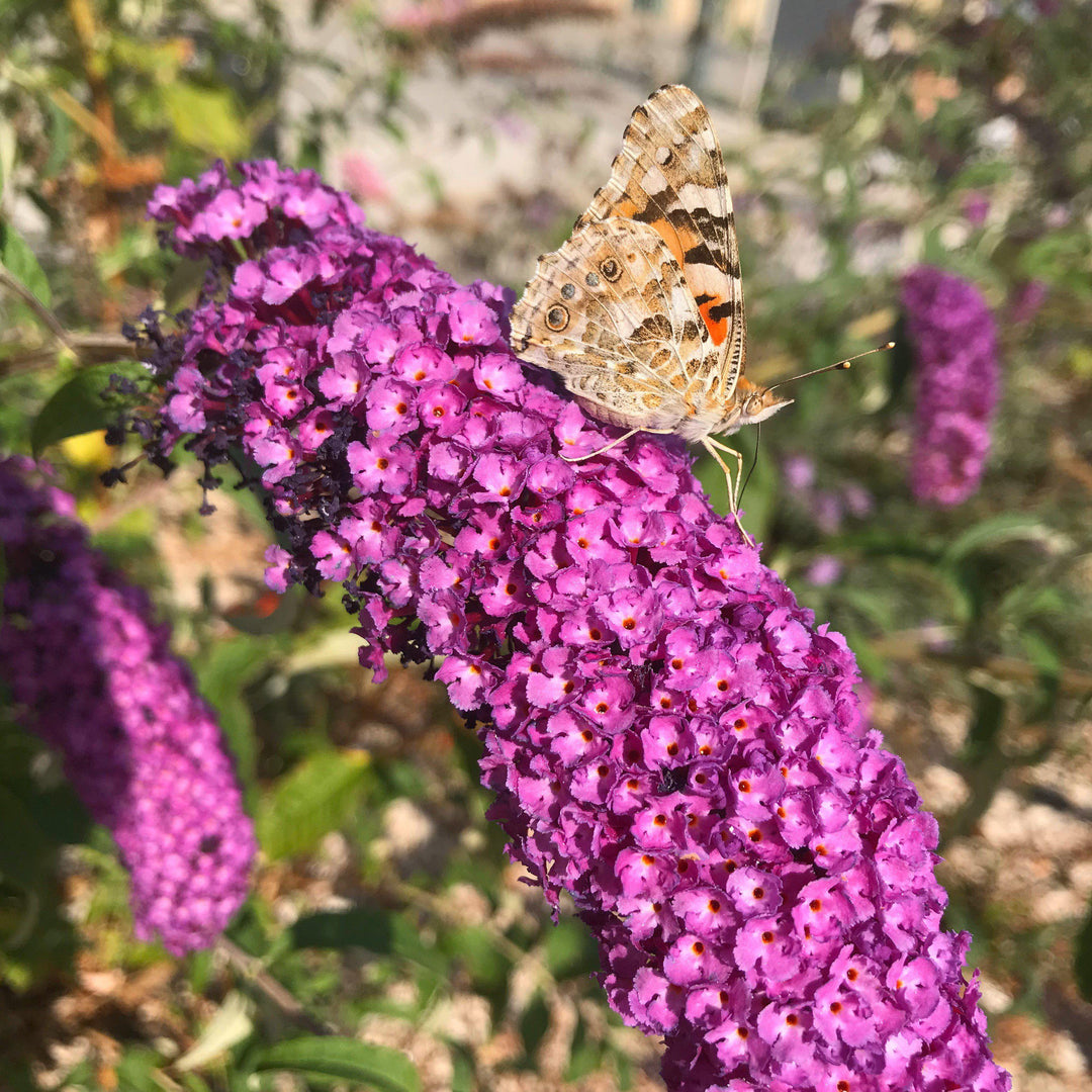 Buddleia davidii 'Podaras 13' ~ Arbusto de mariposas Flutterby Petite® Tutti Fruitti