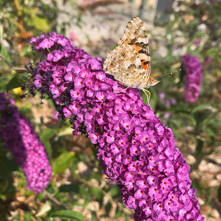 Buddleia davidii 'Podaras 13' ~ Arbusto de mariposas Flutterby Petite® Tutti Fruitti