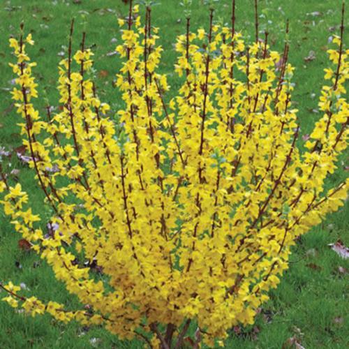 Forsythia x intermedia 'Mindor' ~ Show Off® Forsythia