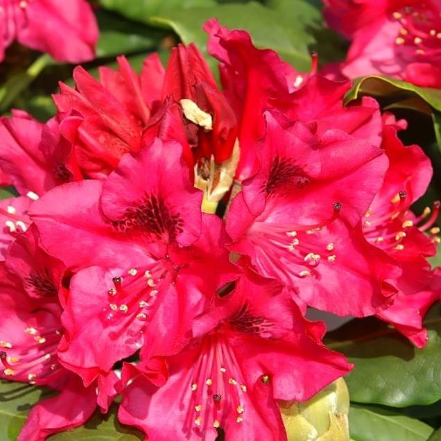 Rododendro 'Nova Zembla' ~ Rododendro de Nova Zembla