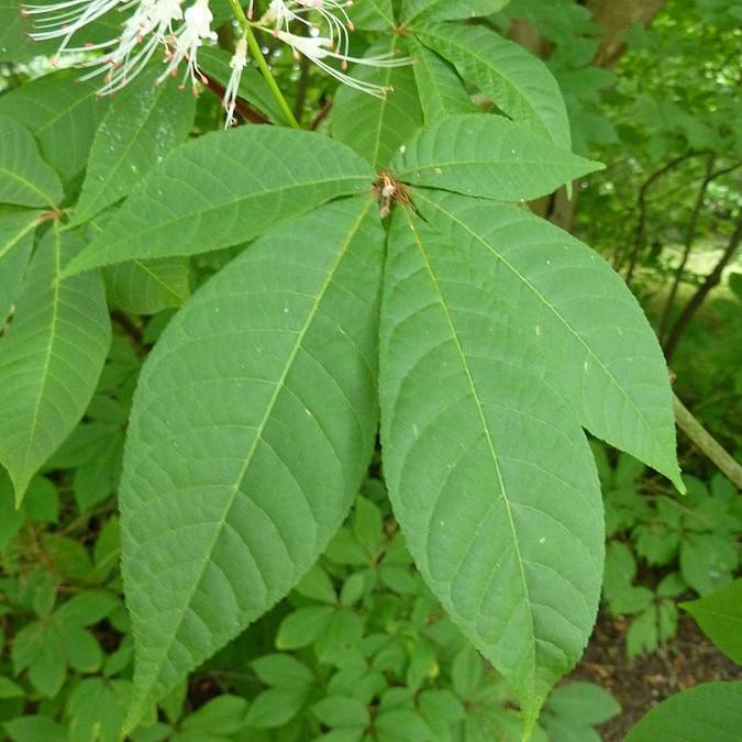 Aesculus parviflora ~ Cepillo para botellas Buckeye